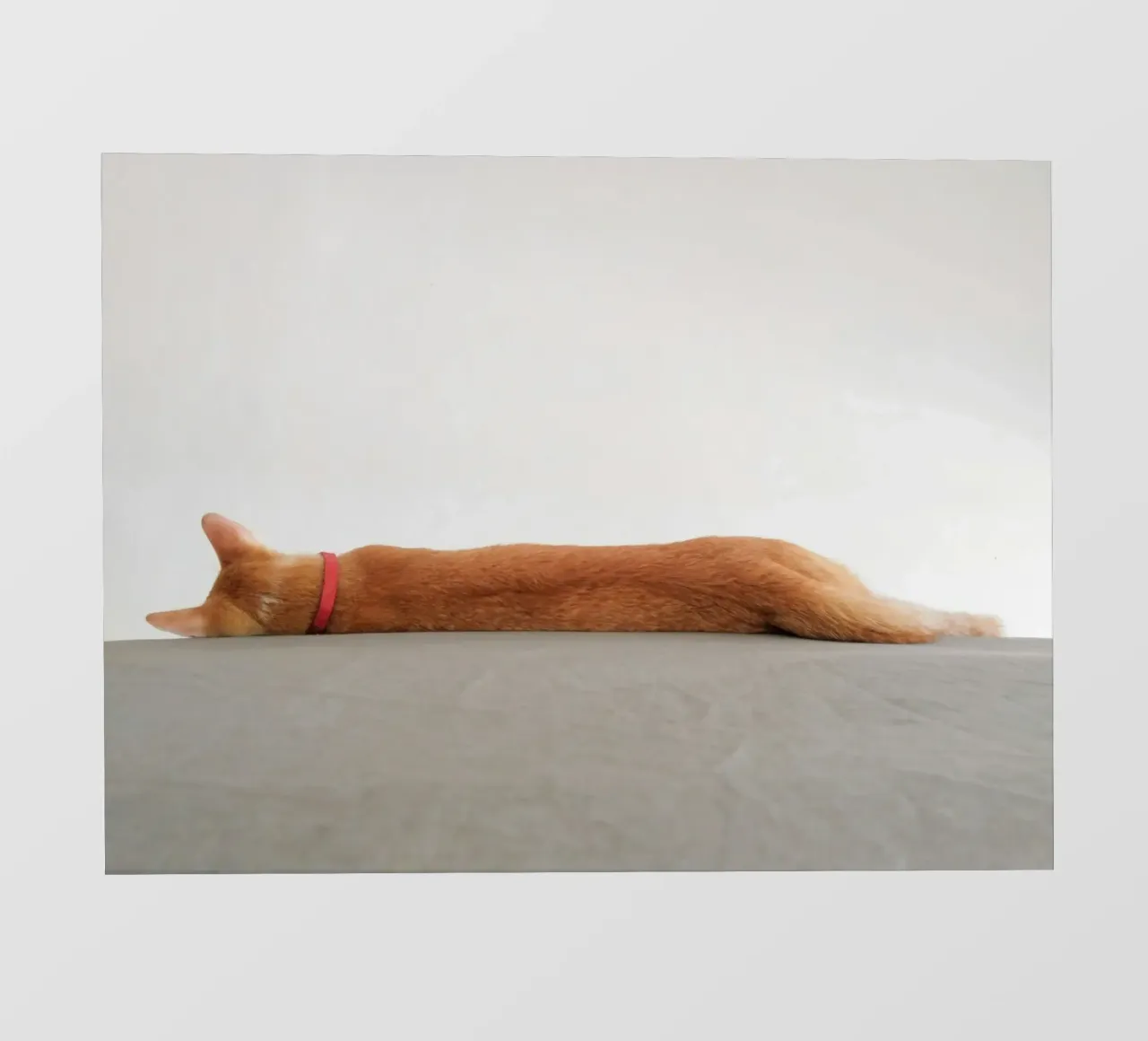 cat on the ground pellicola backlit da feny
