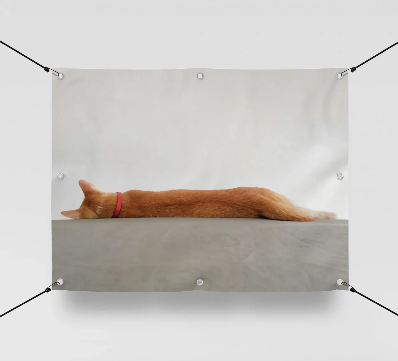 cat on the ground telo in pvc da feny