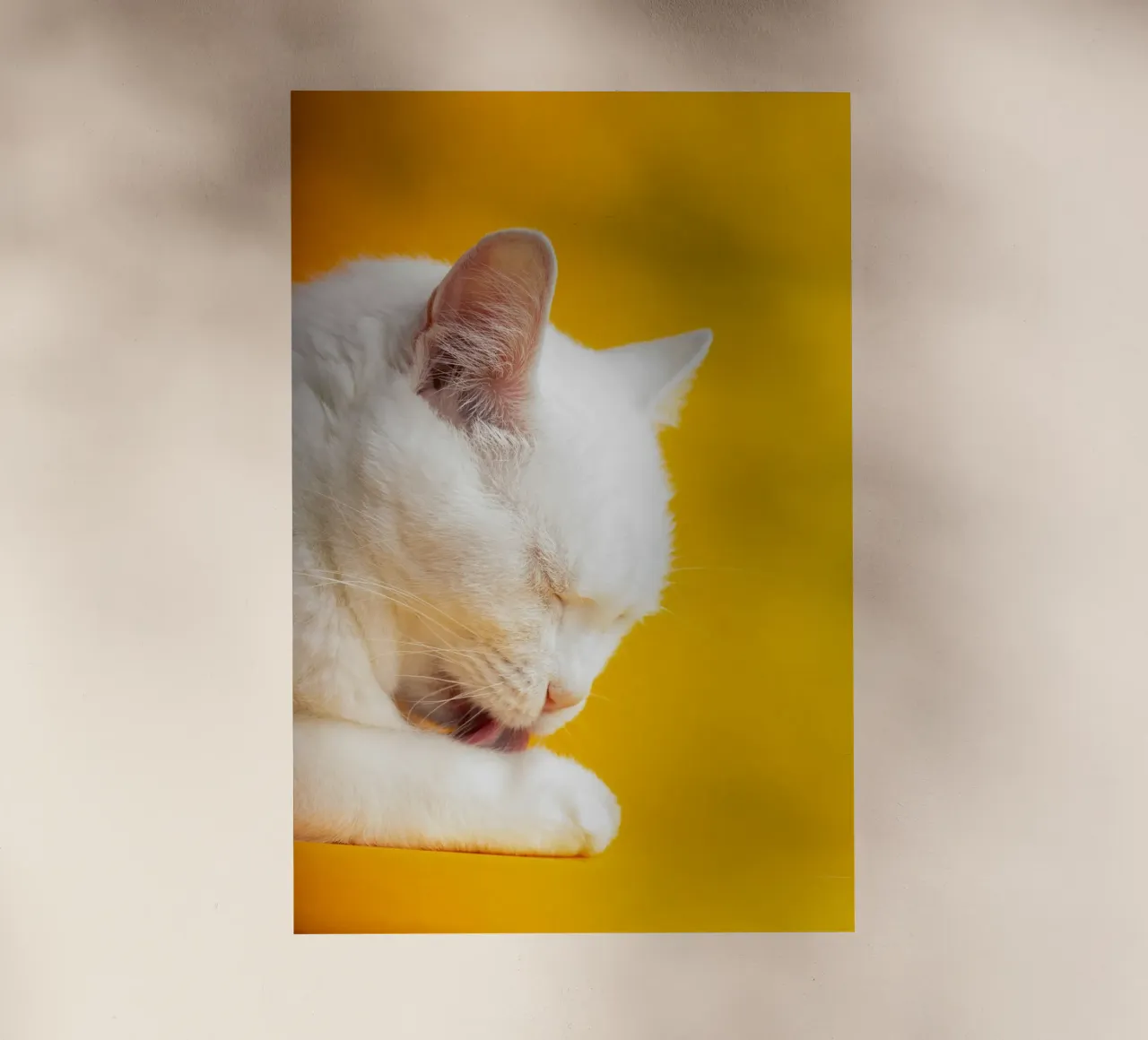 cat in the yellow shade pellicola backlit da feny
