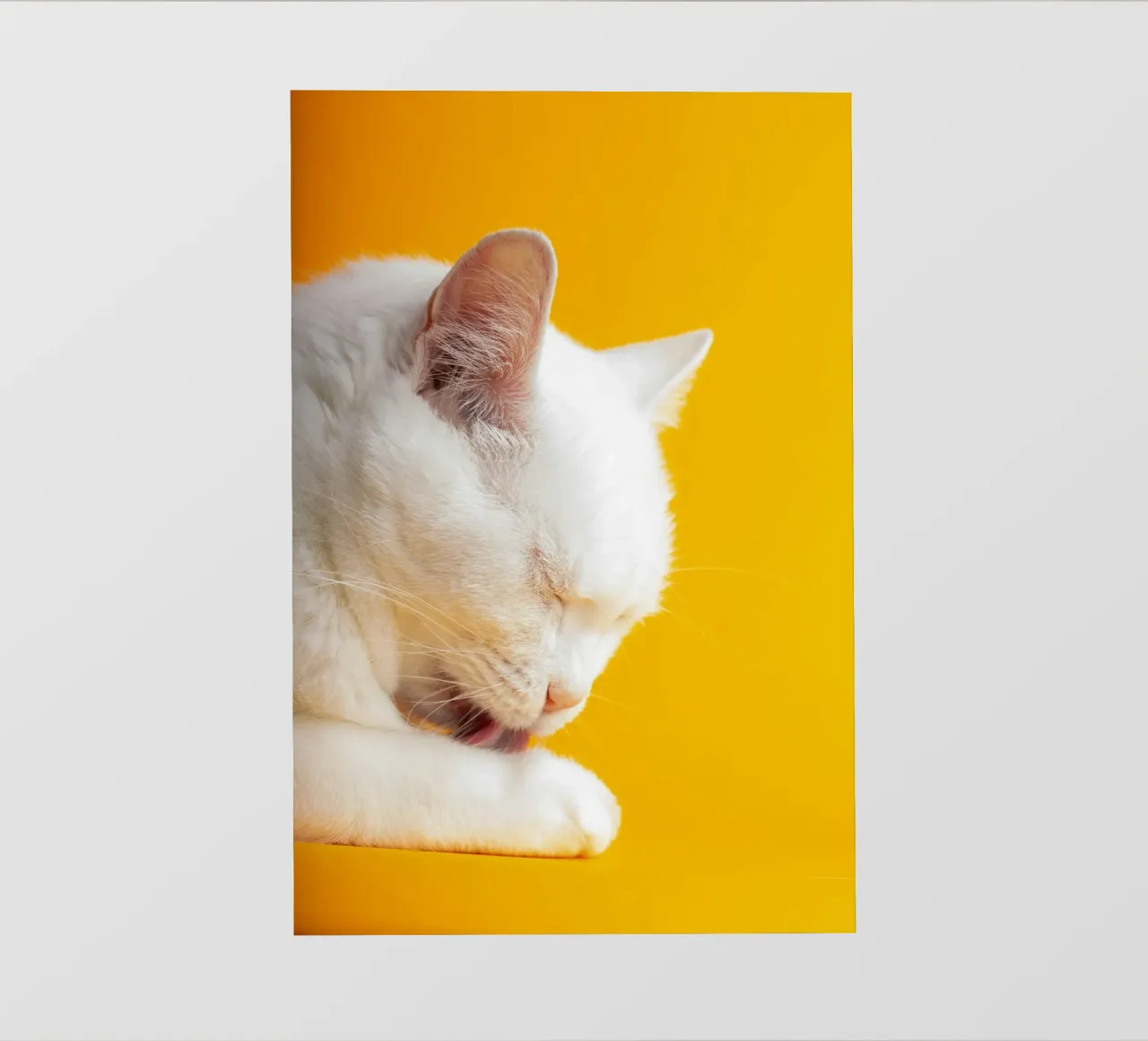 cat in the yellow shade pellicola backlit da feny
