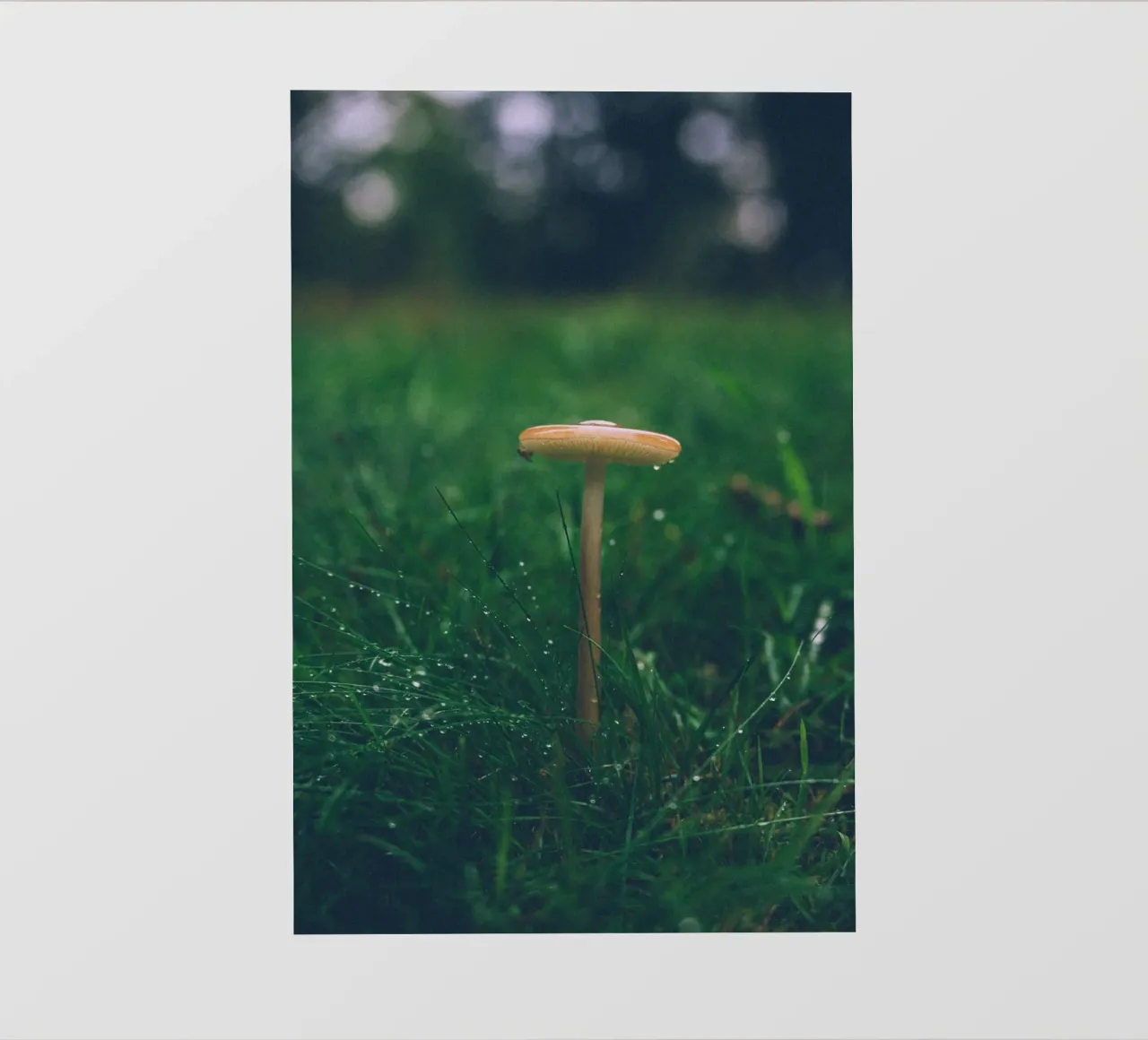 Funghi in autunno | Stile forchetta | Colori scuri e lunatici pellicola backlit da Bold and Retro