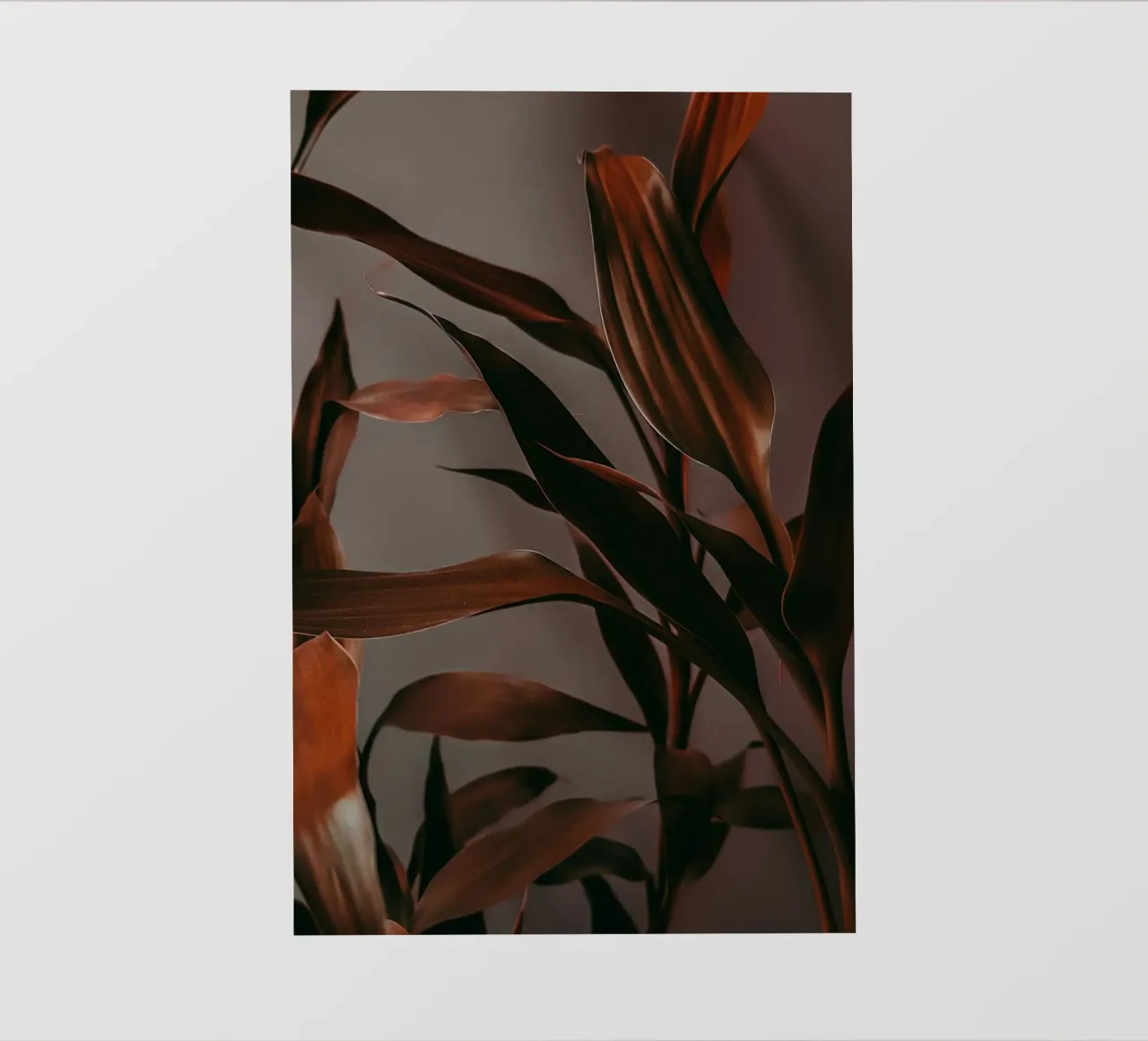 branch leaf in shadow telo in pvc da feny