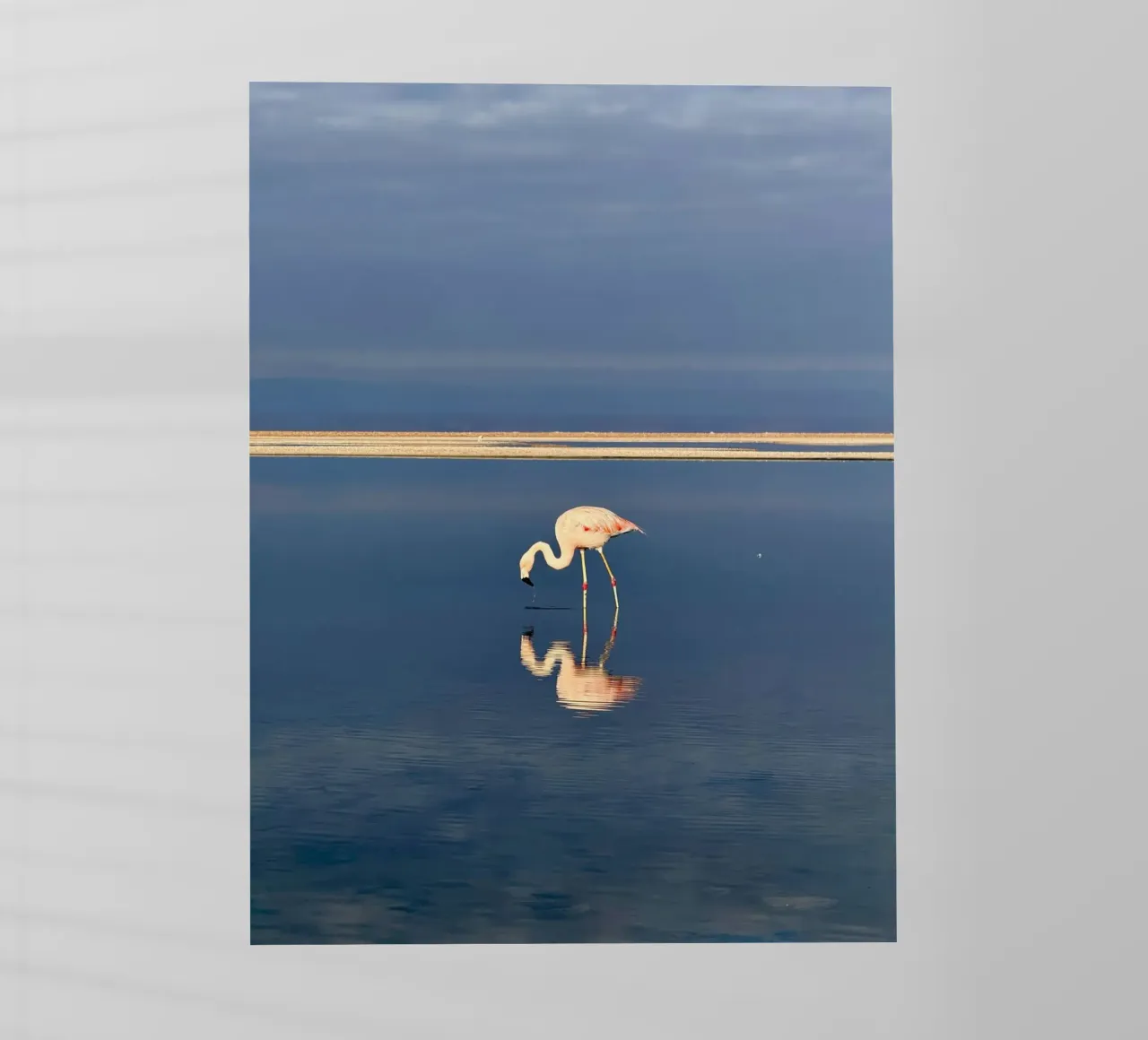 animal reflection pellicola backlit da feny