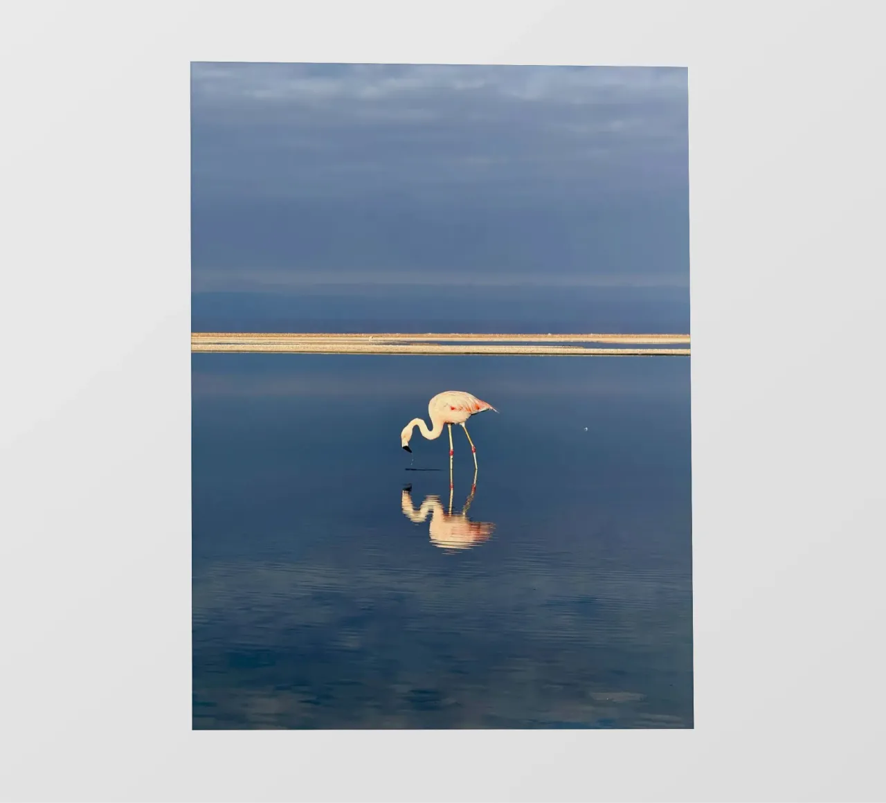 animal reflection pellicola backlit da feny