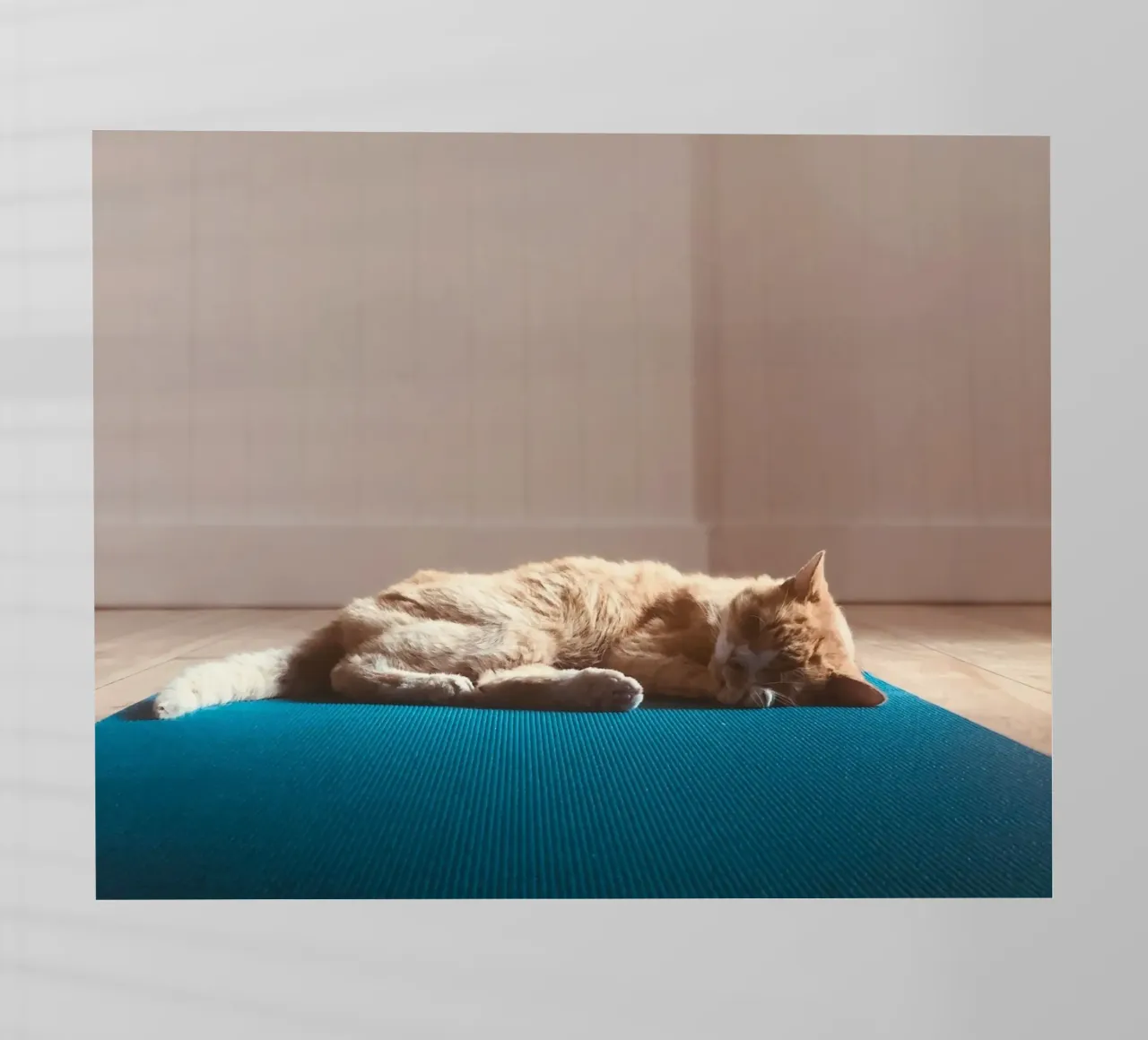 sleeping cat in the house pellicola backlit da feny