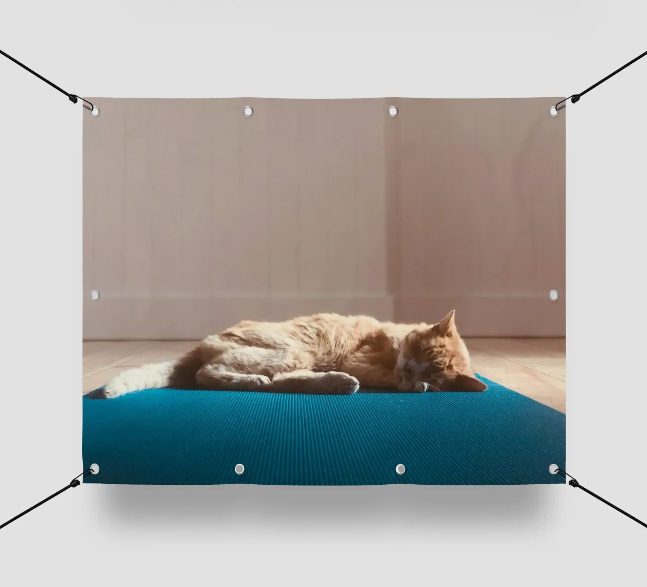 sleeping cat in the house telo in pvc da feny