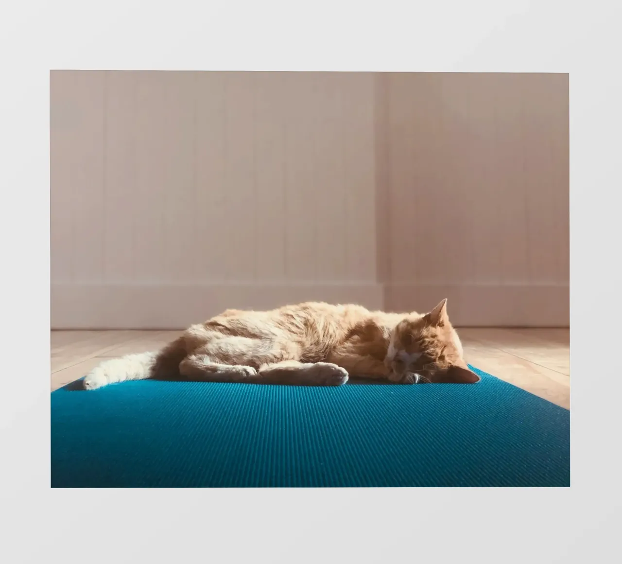 sleeping cat in the house telo in pvc da feny