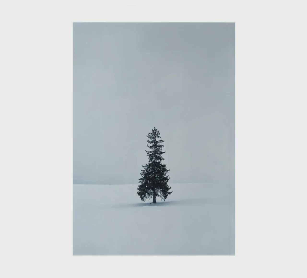 pine tree on snow diario da feny