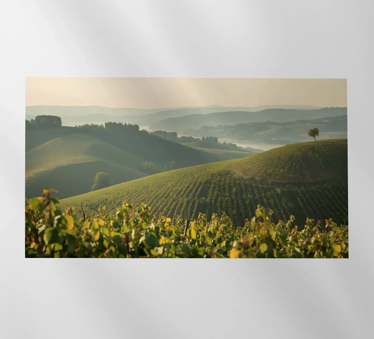 Colline del vigneto all'alba pellicola backlit da DesignDoodle