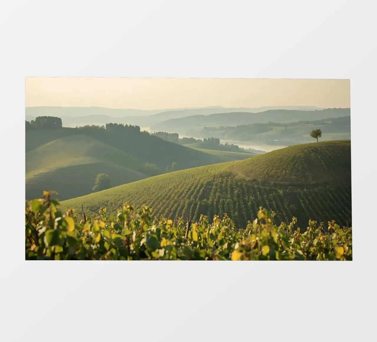 Colline del vigneto all'alba pellicola backlit da DesignDoodle