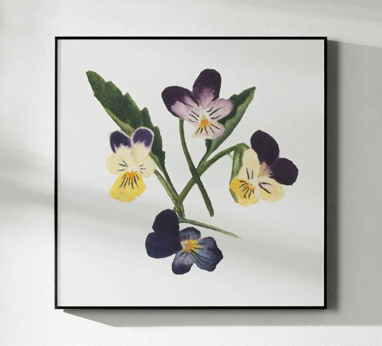 Pansies draw plexiglass da vintageshop