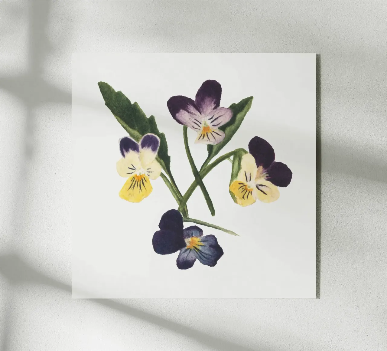 Pansies draw plexiglass da vintageshop