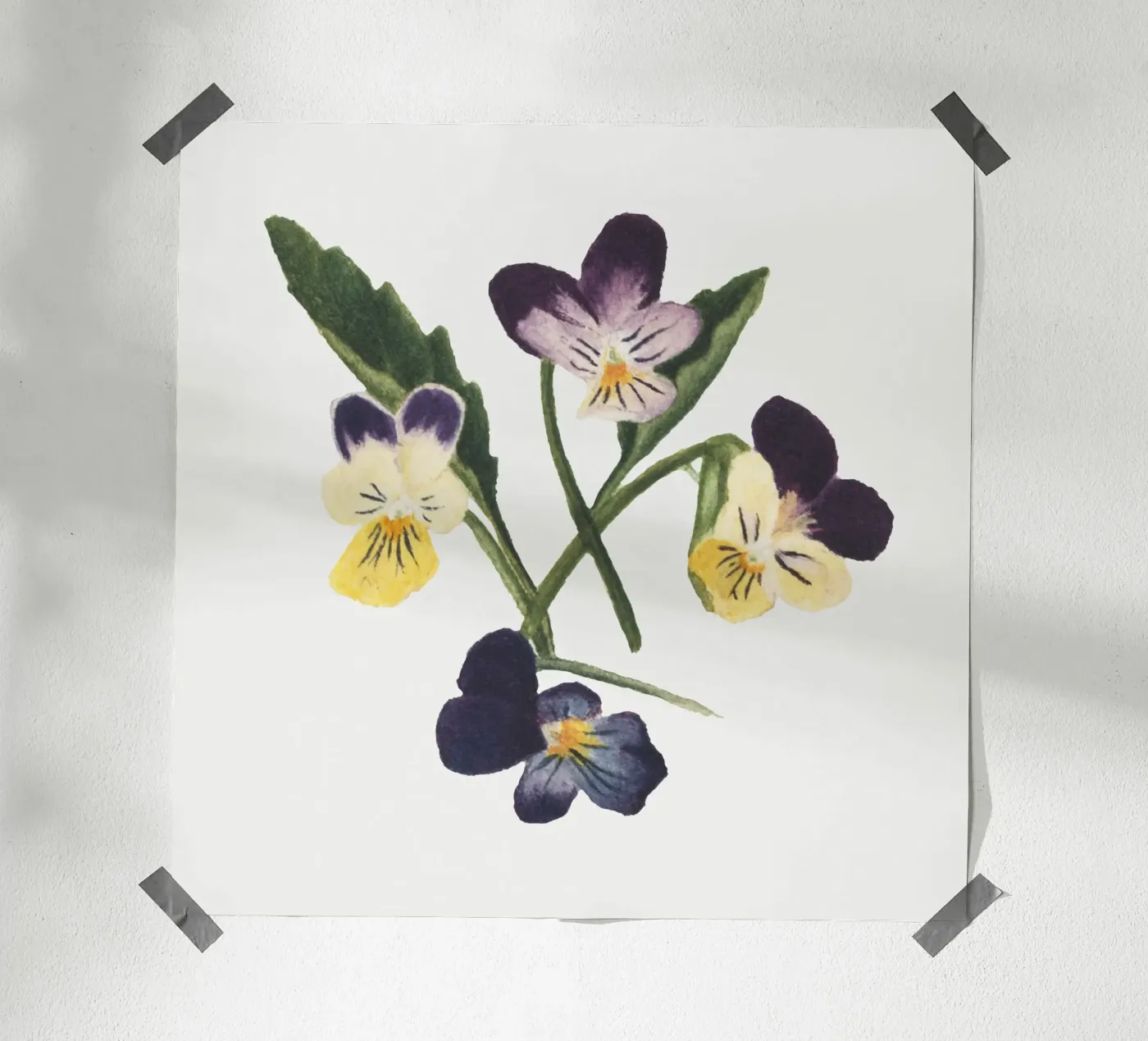 Pansies draw poster da vintageshop
