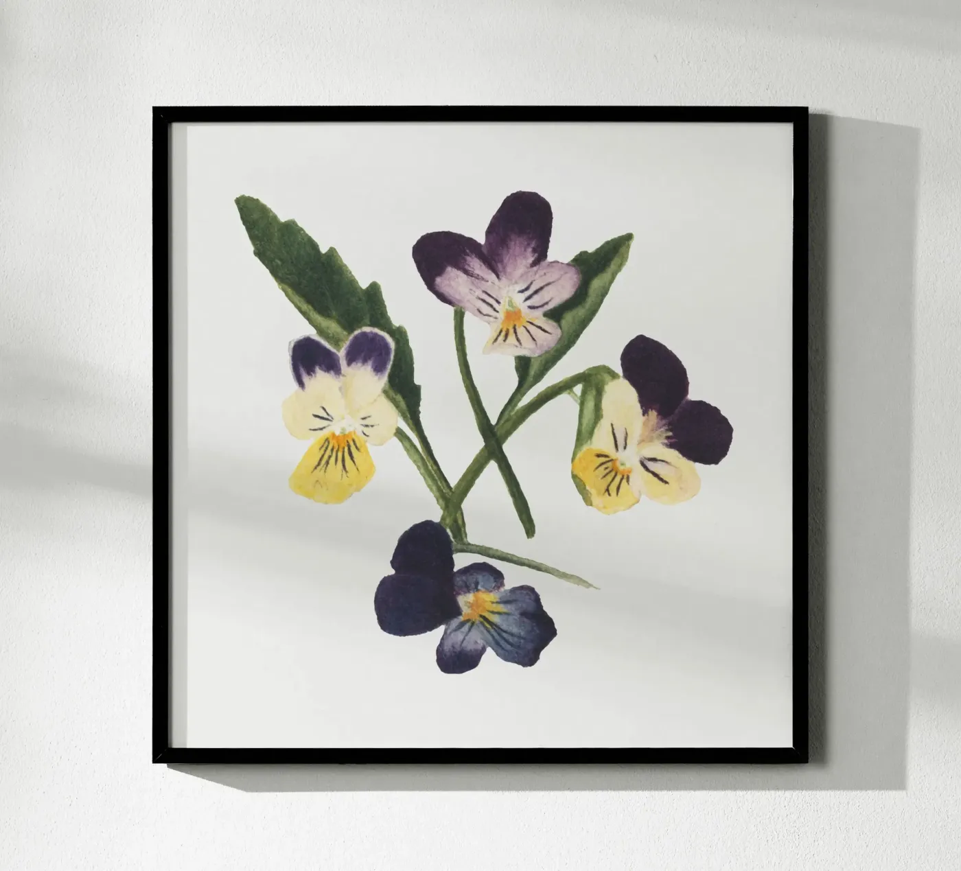 Pansies draw poster da vintageshop