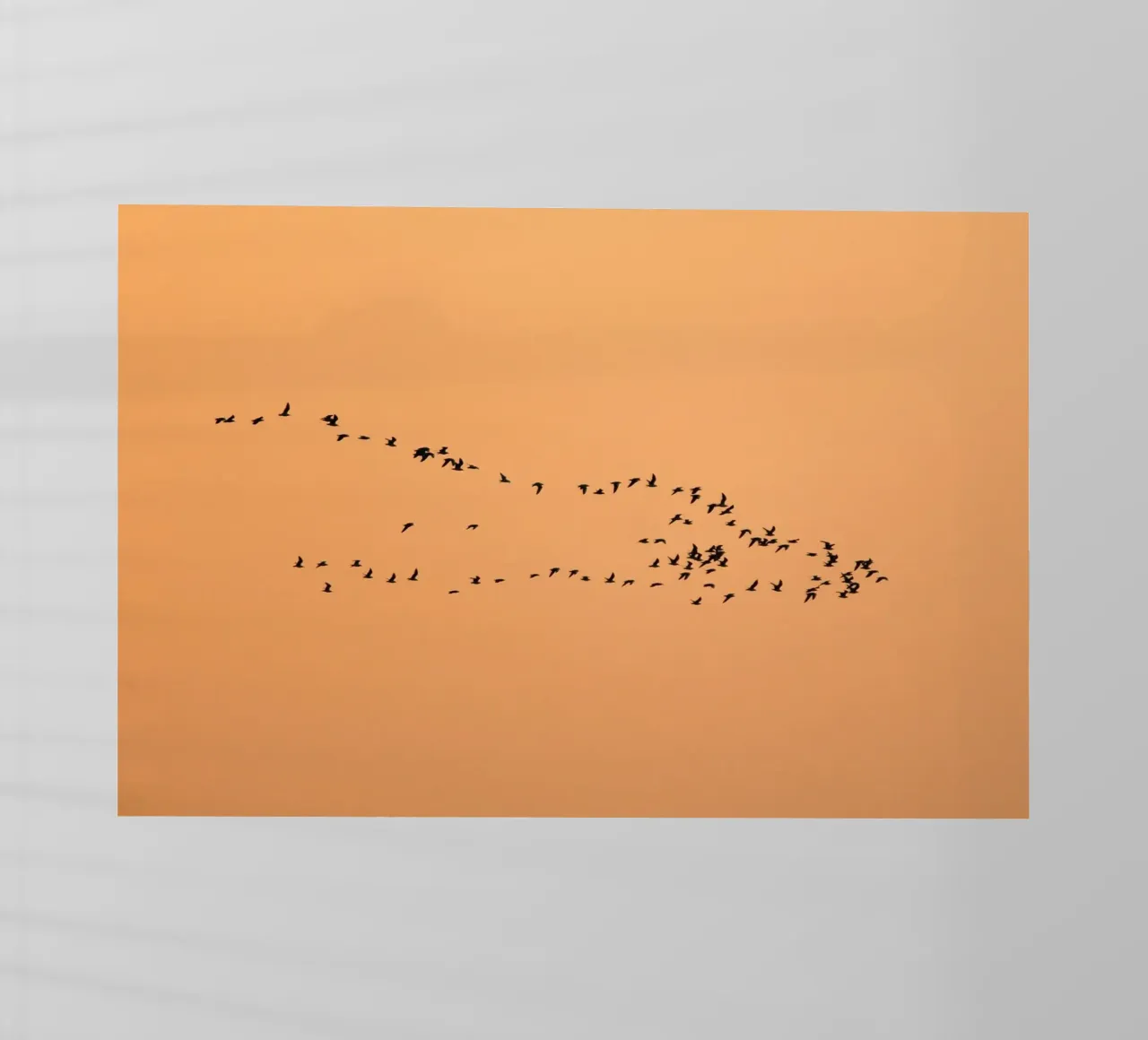 flock bird in shade pellicola backlit da marty