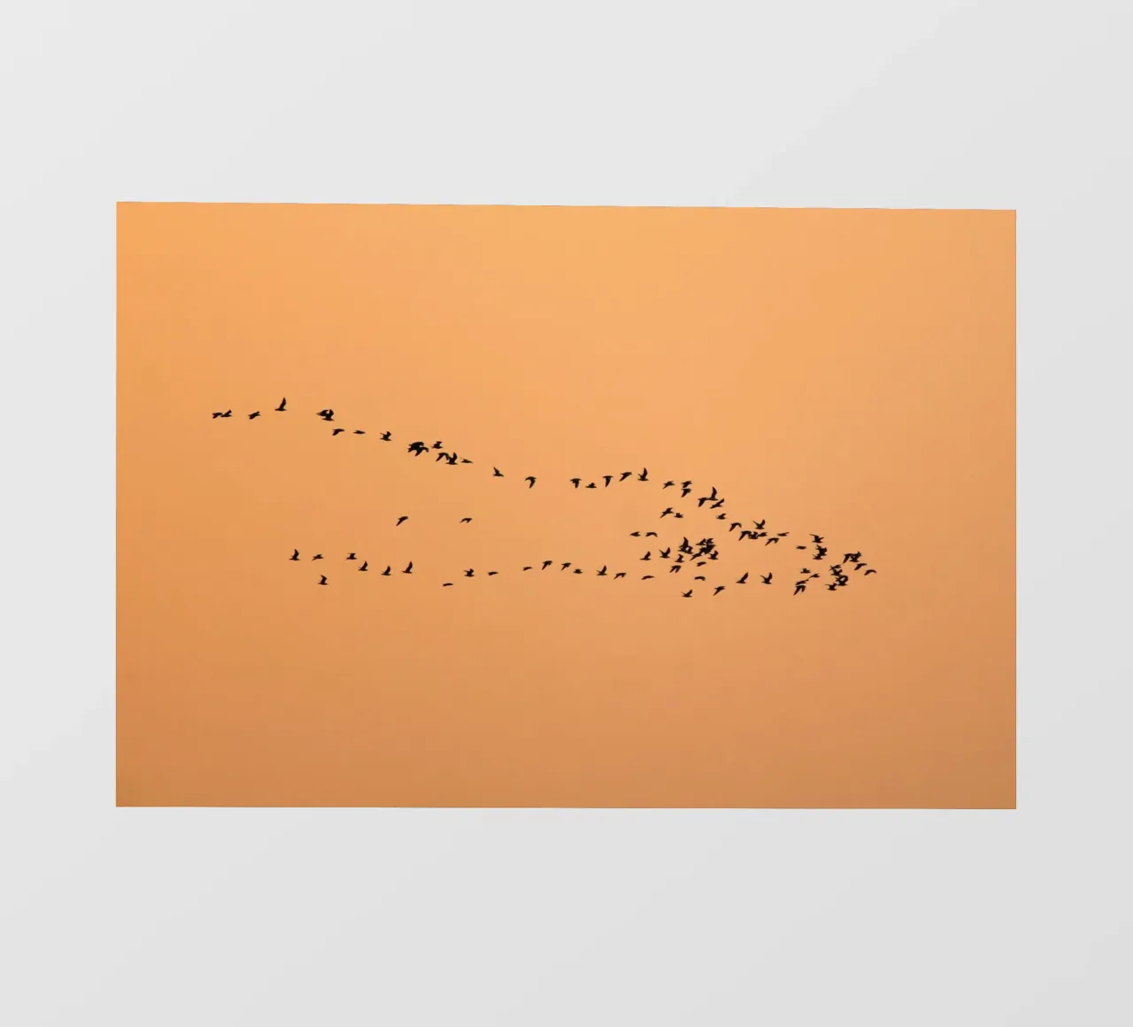 flock bird in shade pellicola backlit da marty