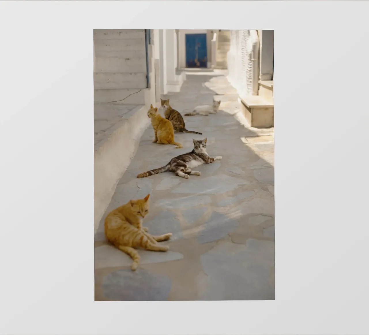 Gatti in Grecia pellicola backlit da Simon Koy