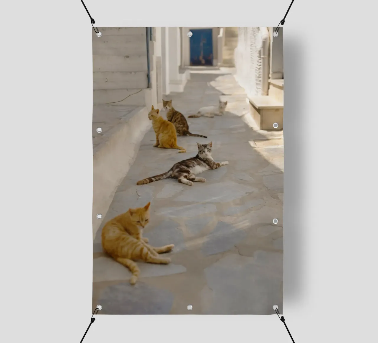 Gatti in Grecia telo in pvc da Simon Koy