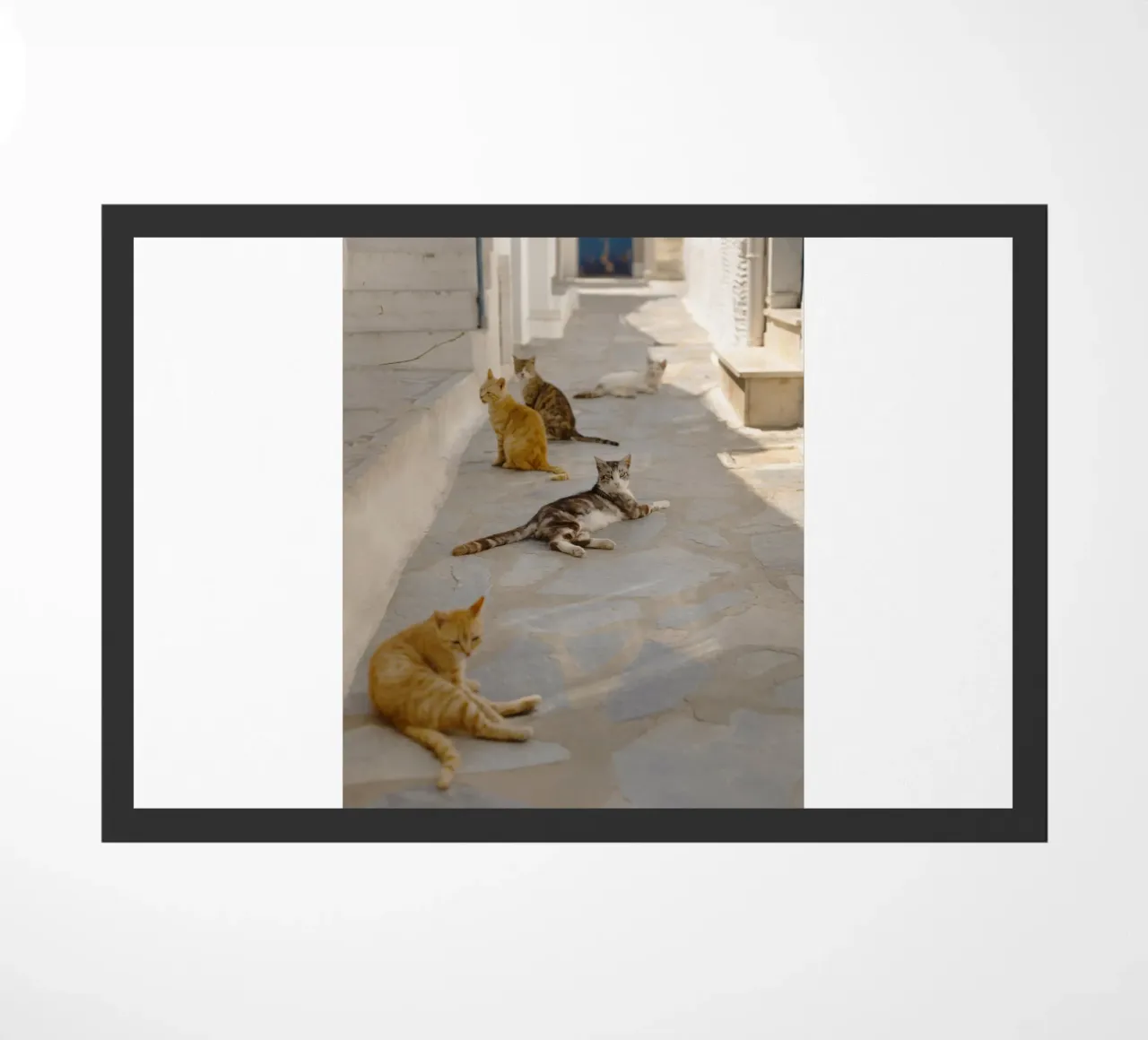 Gatti in Grecia zerbino da Simon Koy