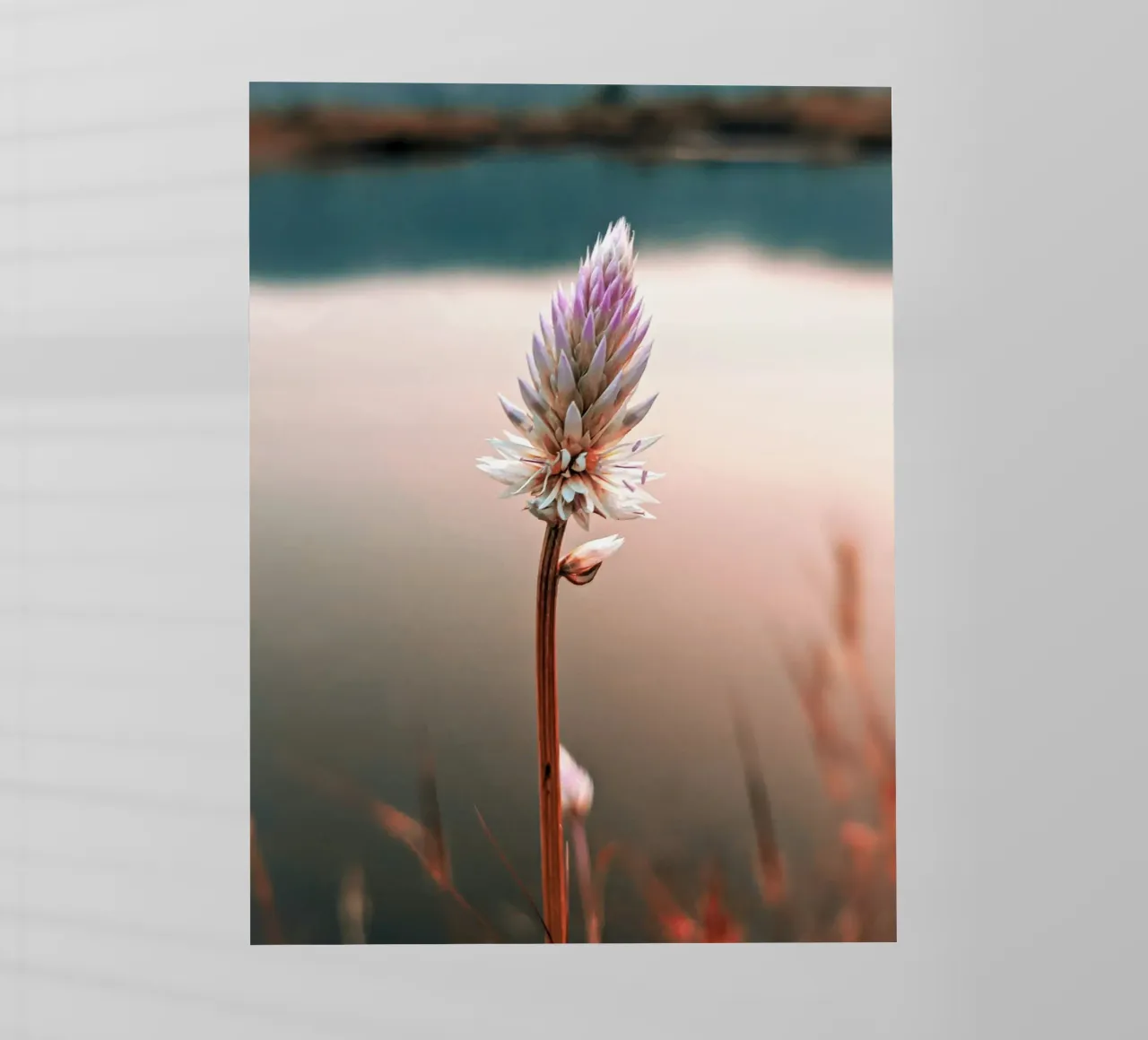 lotus branch pellicola backlit da marty