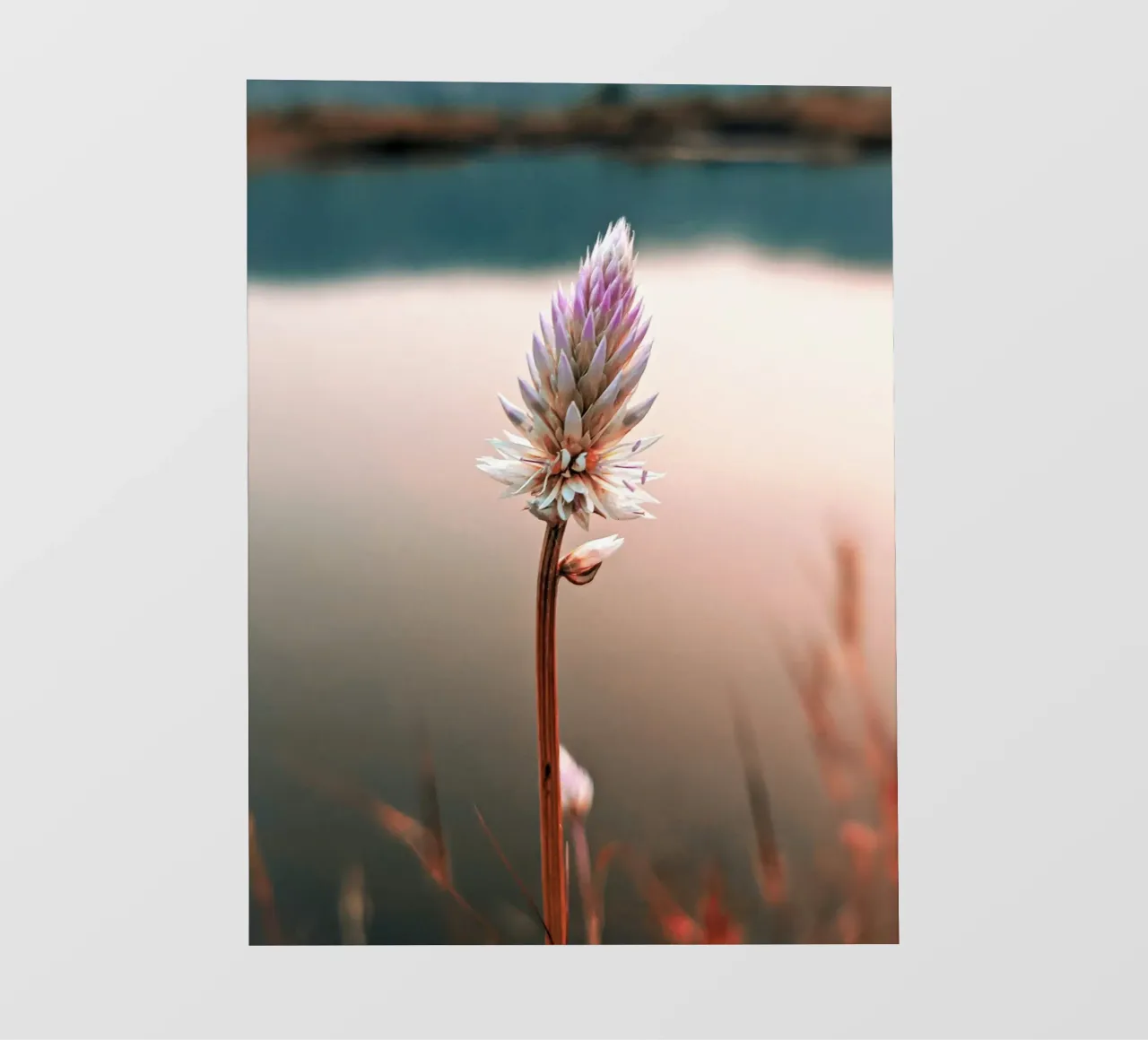 lotus branch pellicola backlit da marty