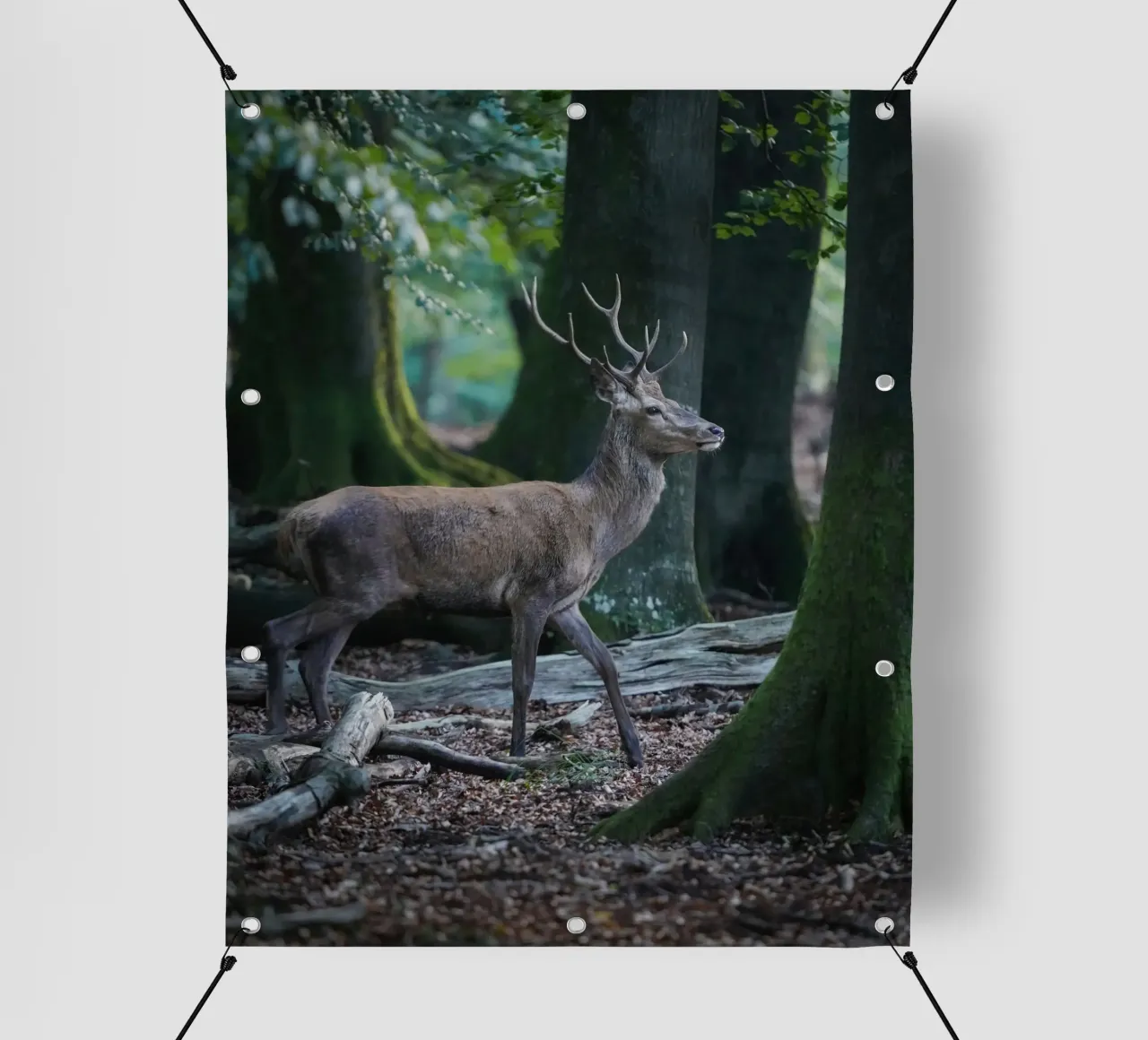 Cervo rosso nella foresta telo in pvc da Tom's Wildlife