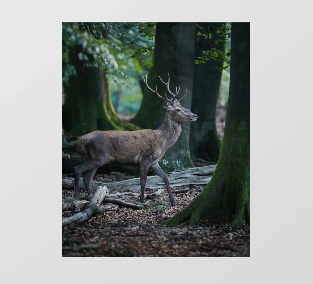 Cervo rosso nella foresta telo in pvc da Tom's Wildlife