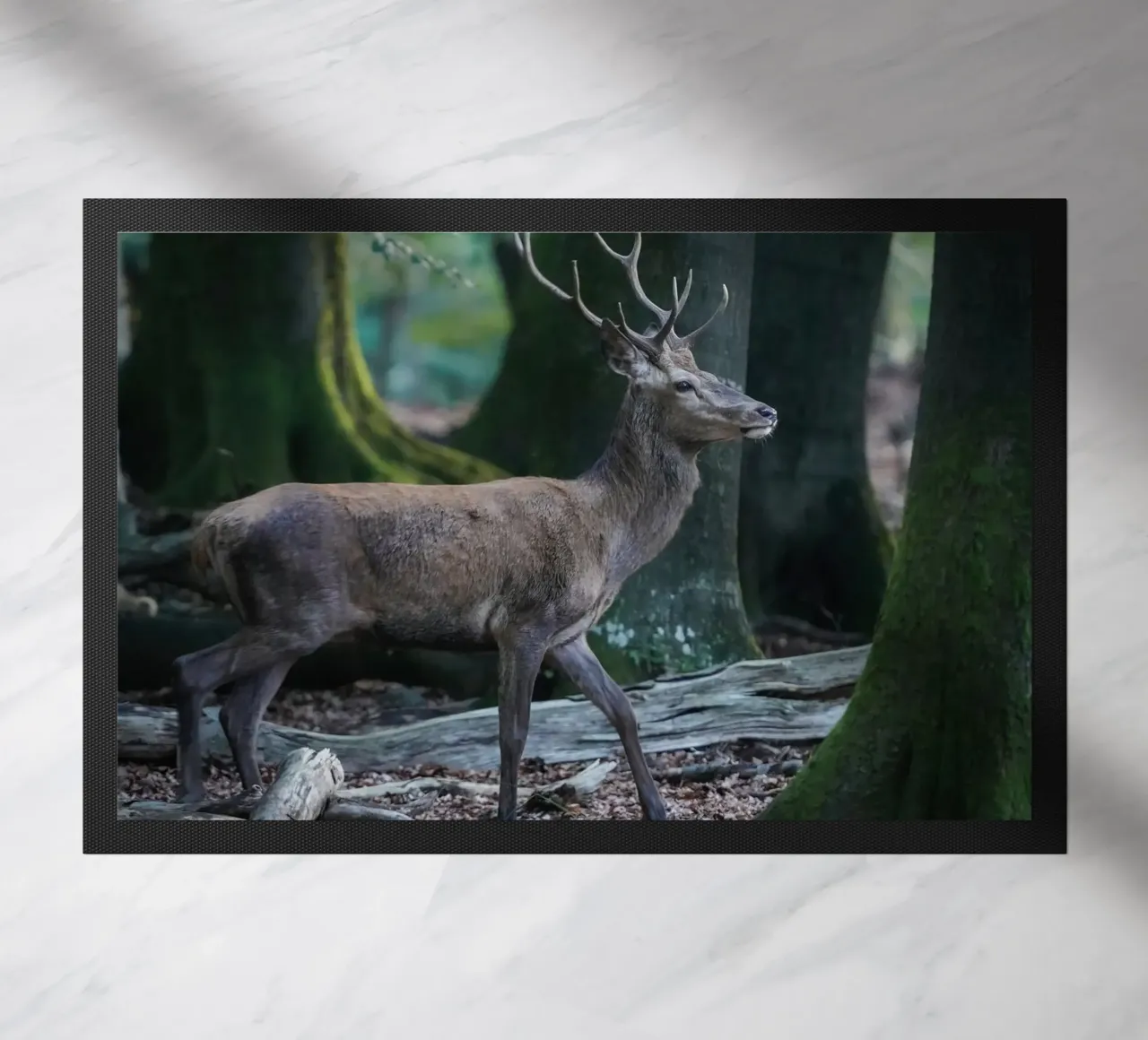 Cervo rosso nella foresta zerbino da Tom's Wildlife