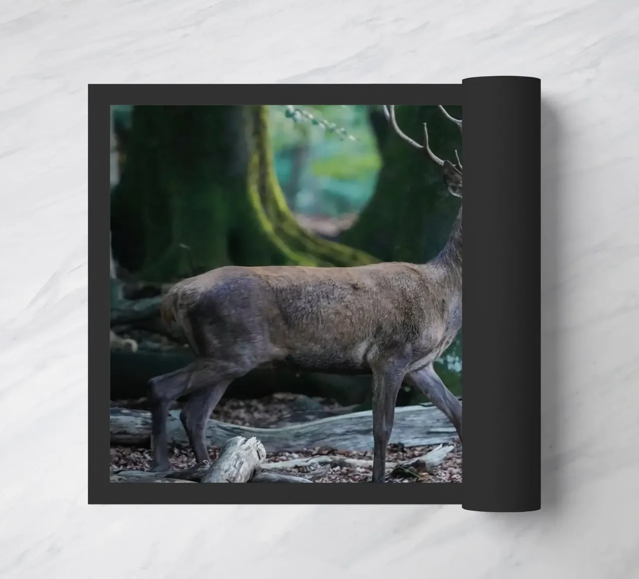 Cervo rosso nella foresta zerbino da Tom's Wildlife