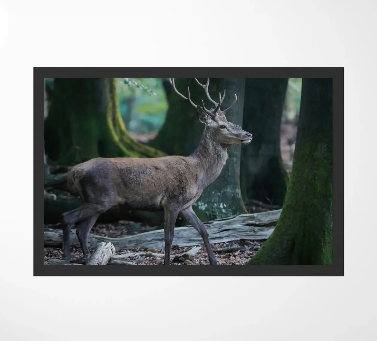 Cervo rosso nella foresta zerbino da Tom's Wildlife