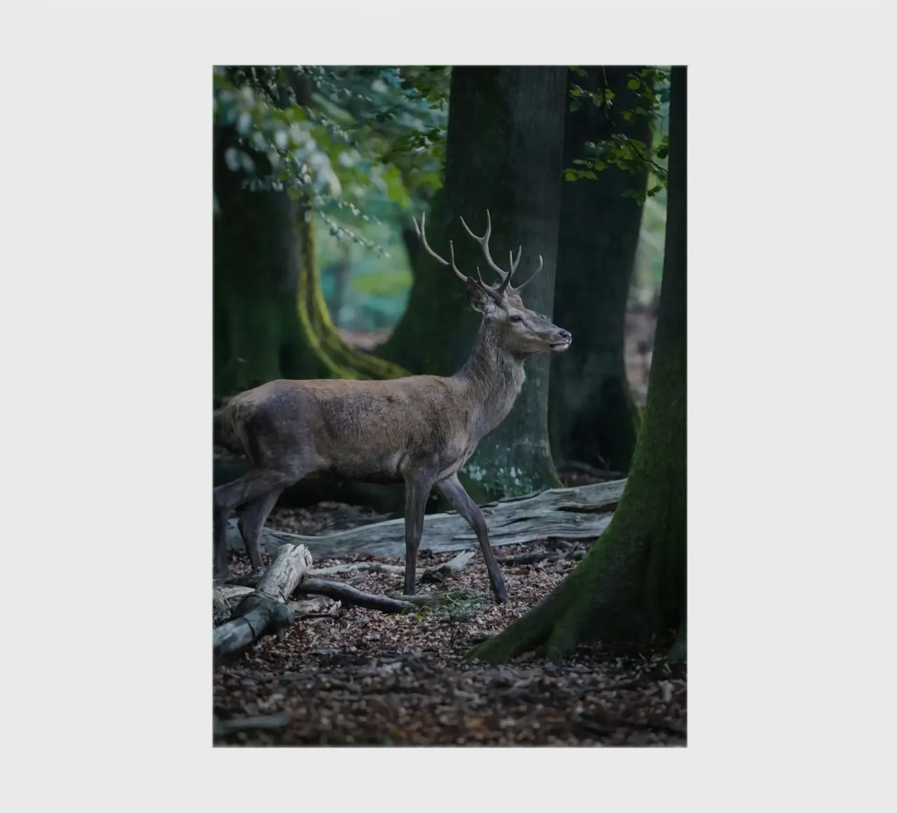 Red deer in the forest notebook by Tom's Wildlife