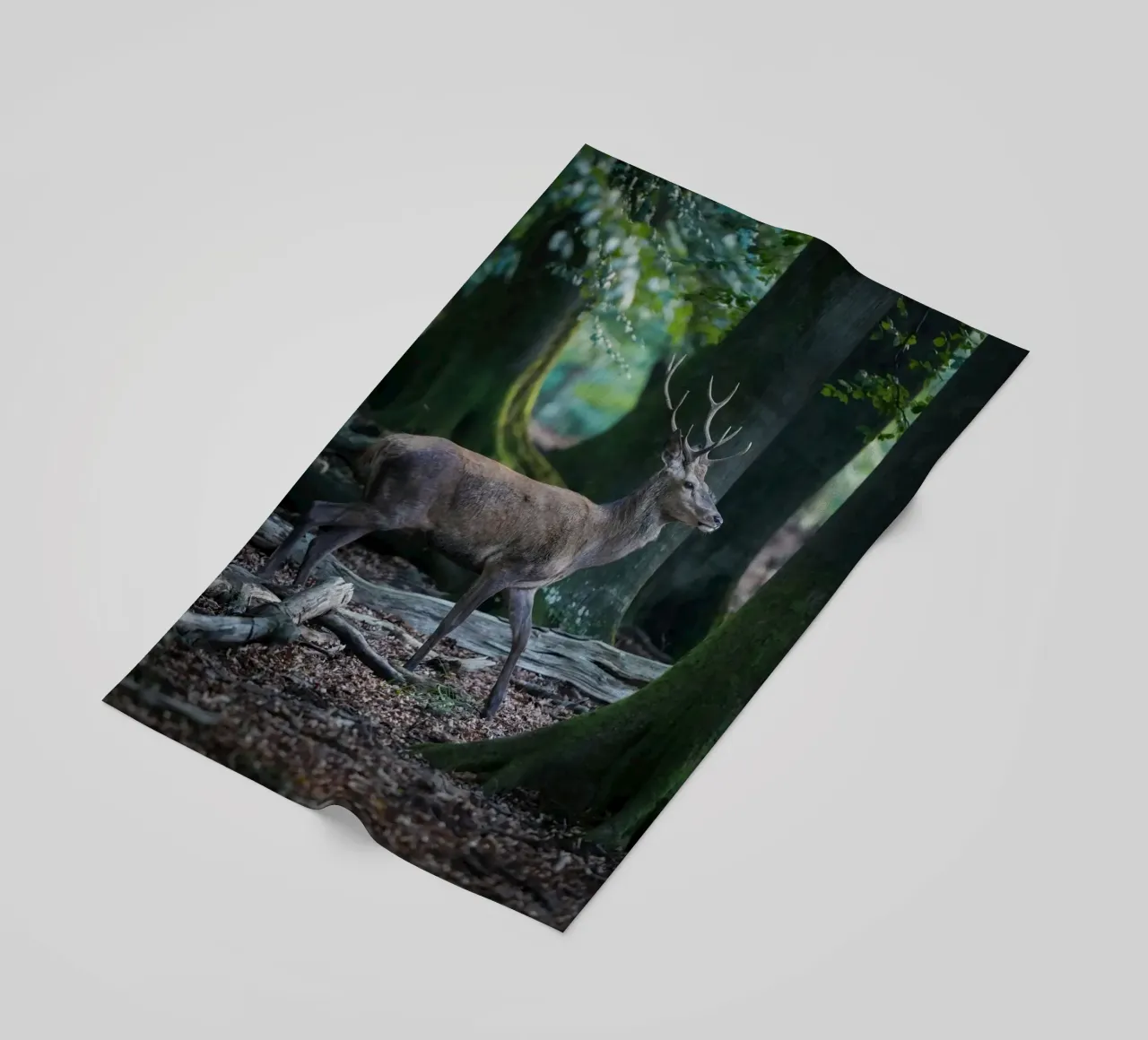 Cervo rosso nella foresta telo mare da Tom's Wildlife
