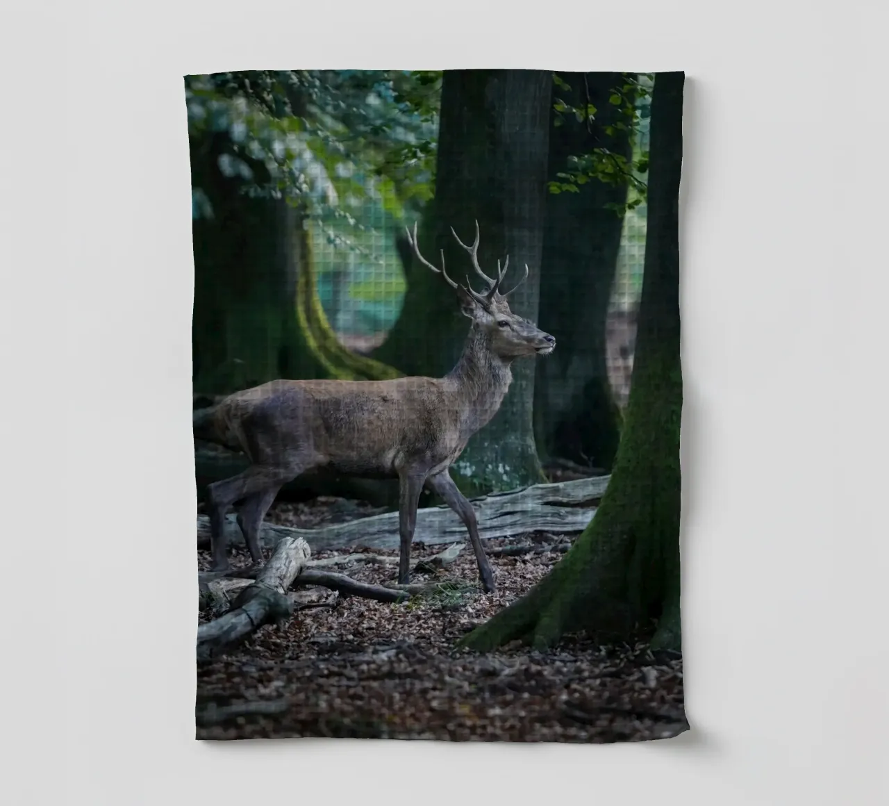 Cerf élaphe dans la forêt torchon de Tom's Wildlife