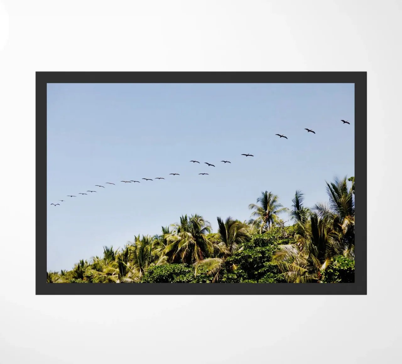Uccelli in Costa Rica zerbino da fotokunst