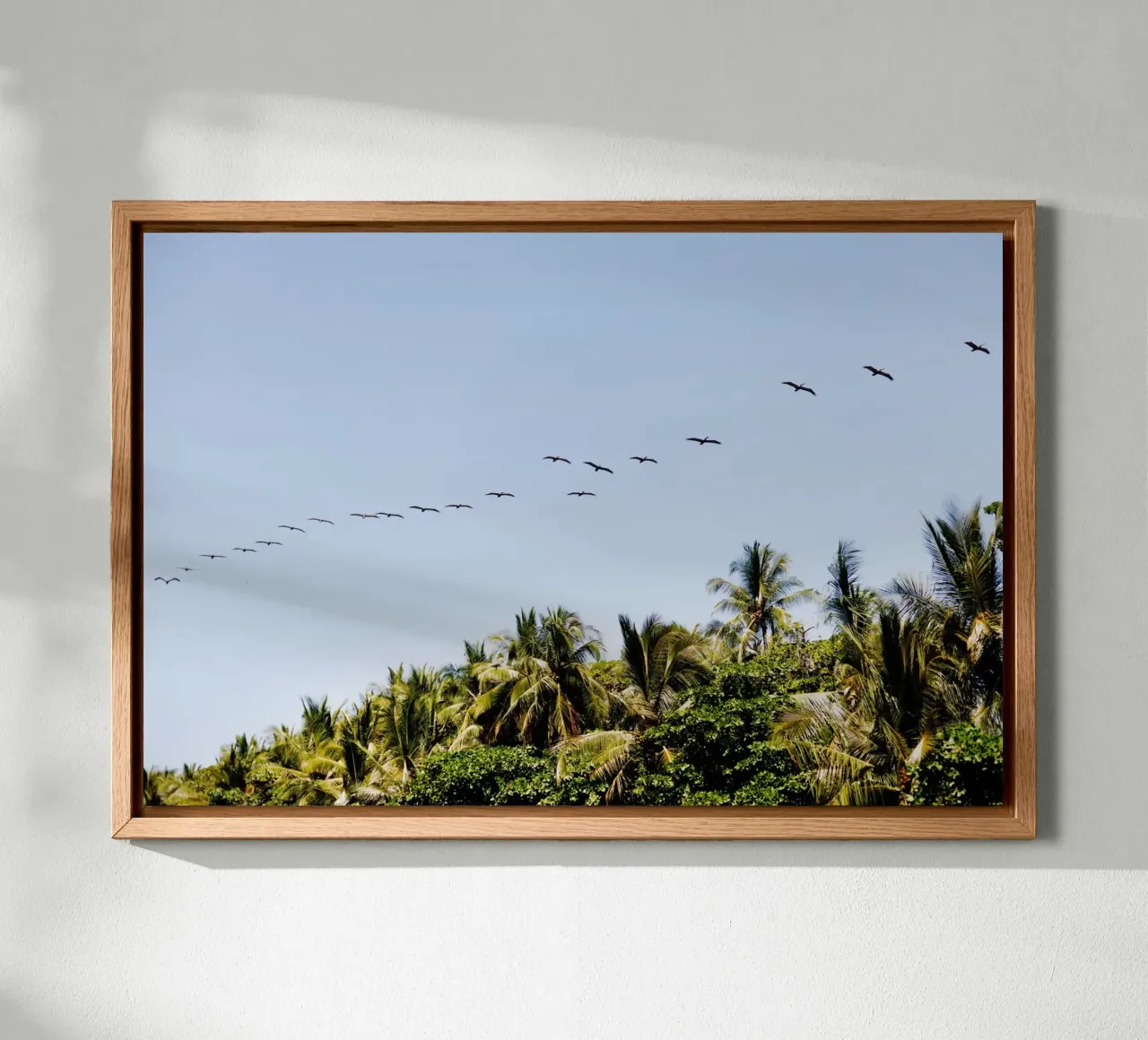 Uccelli in Costa Rica alluminio dibond da fotokunst