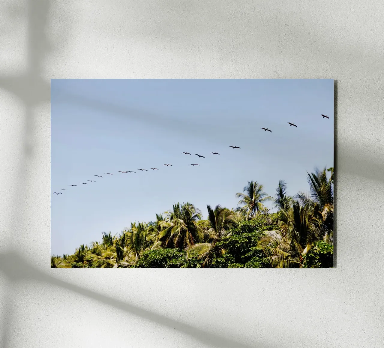 Uccelli in Costa Rica alluminio dibond da fotokunst