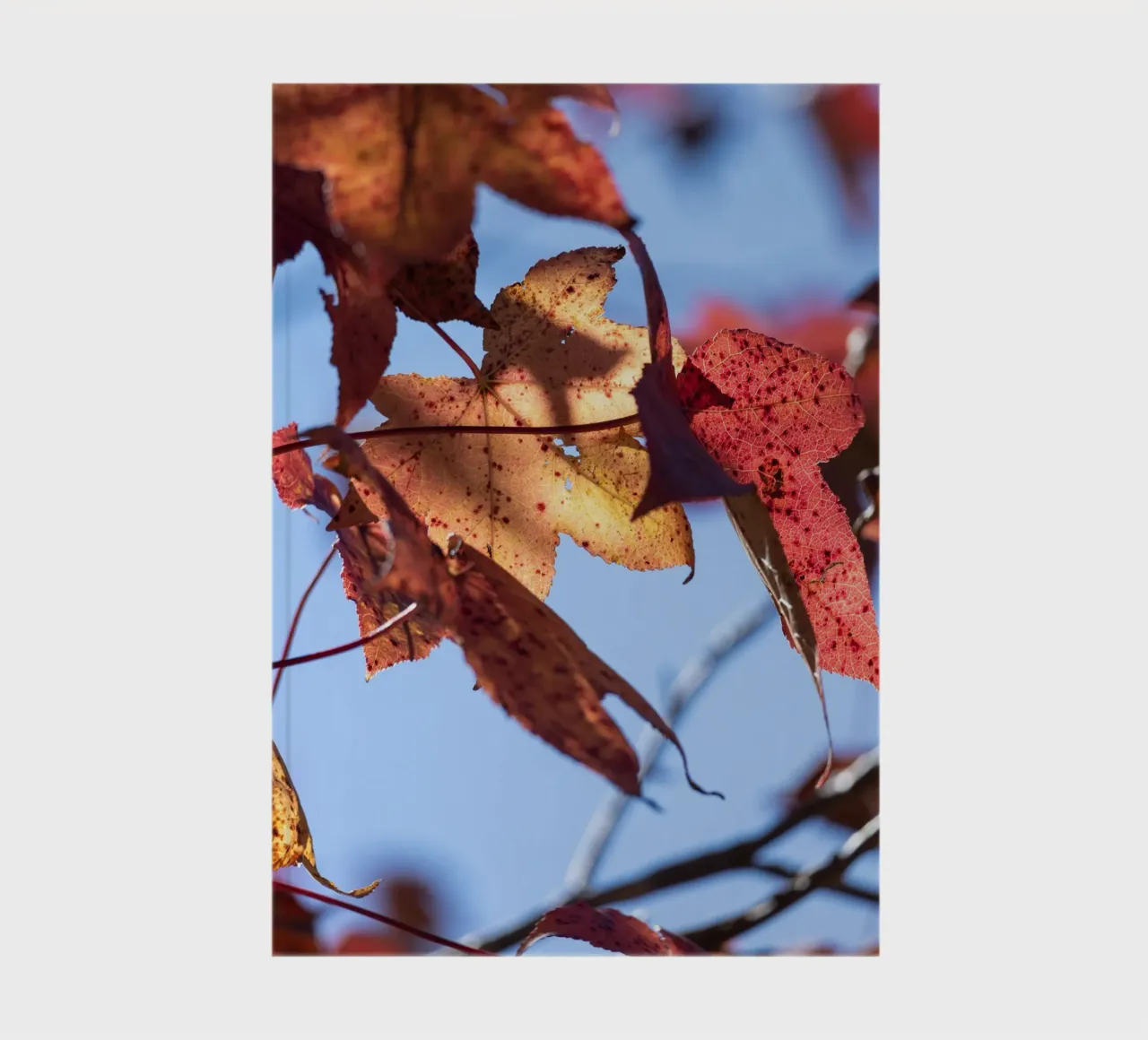 Autumn Days #3 notebook by rafael campezato