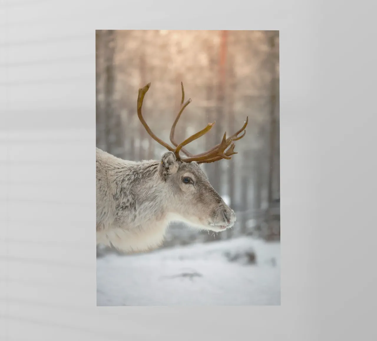 snow deer pellicola backlit da Monel