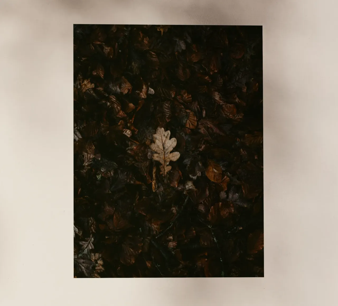 leaf in shadow shade pellicola backlit da Monel