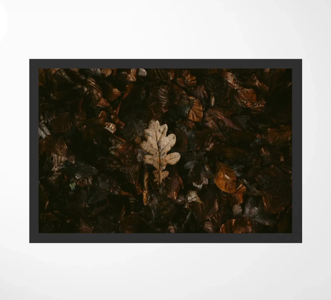 leaf in shadow shade zerbino da Monel