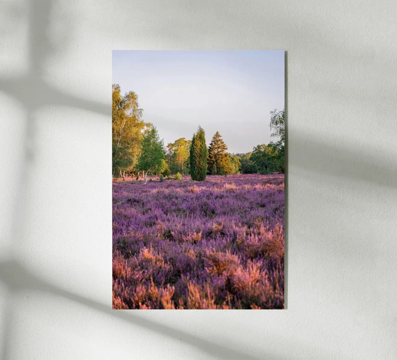 tree on pink grass plexiglass da Fost