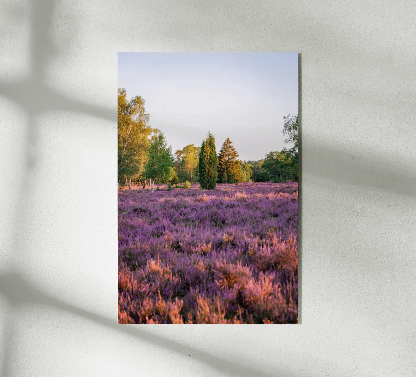 tree on pink grass plexiglass da Fost