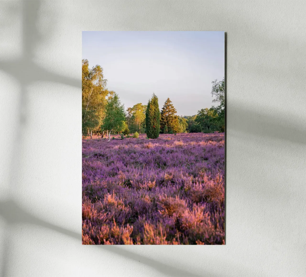 tree on pink grass pannello forex da Fost
