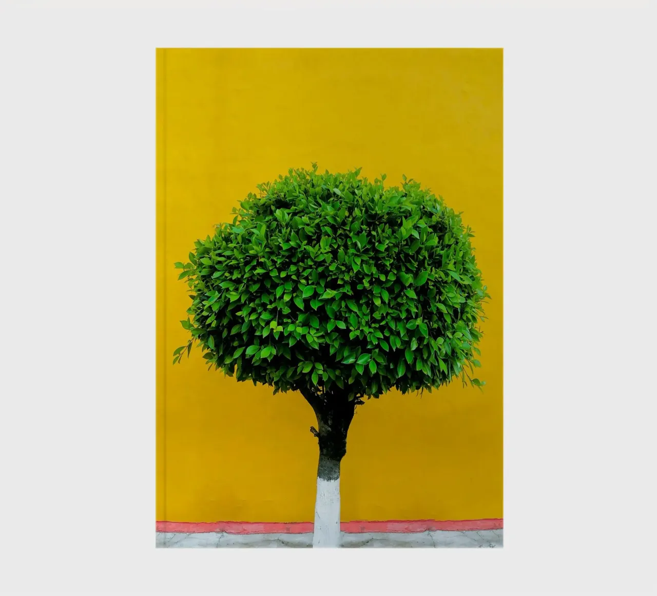 single tree in yellow shade diario da Monel