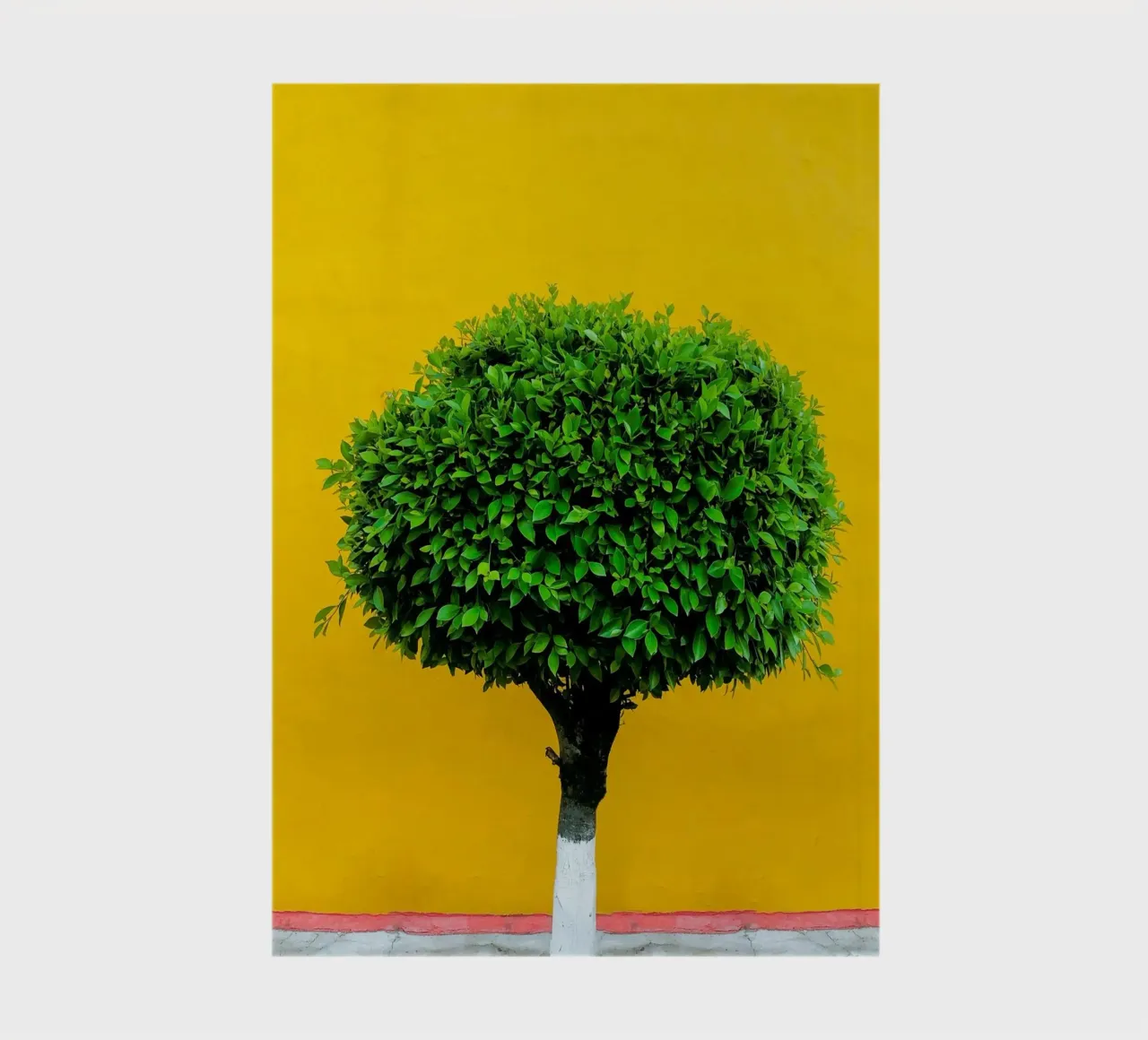 single tree in yellow shade diario da Monel
