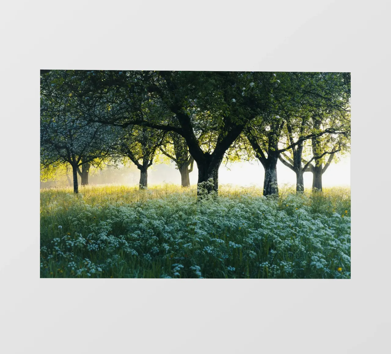 forest in white grass telo in pvc da Fost