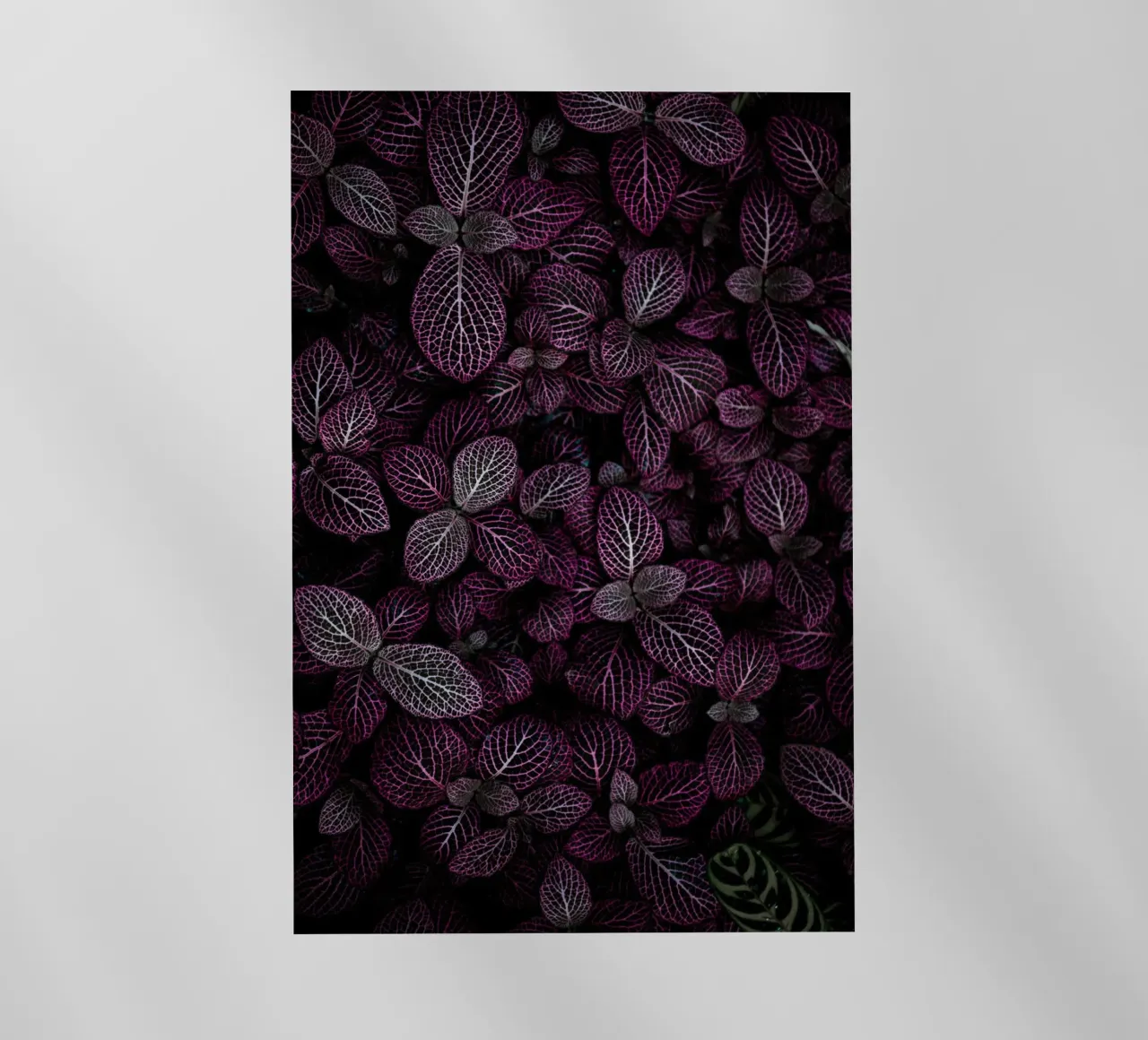 purple leaf in shadow pellicola backlit da Monel