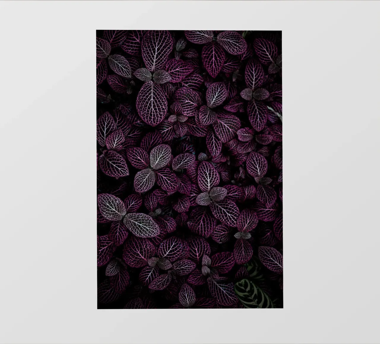 purple leaf in shadow pellicola backlit da Monel