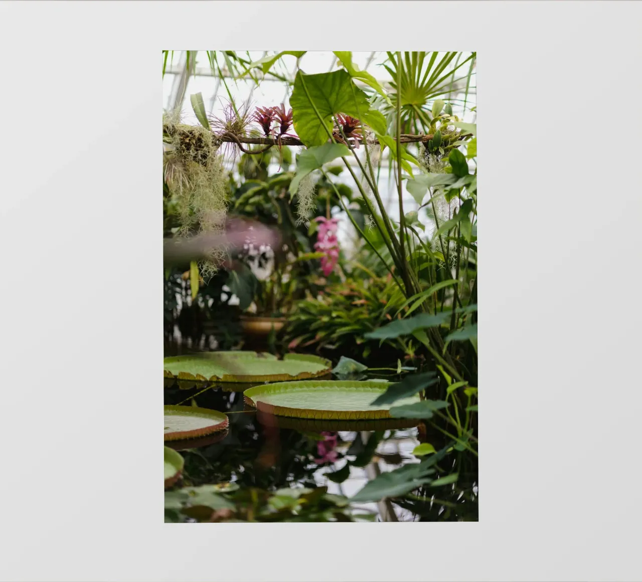 tree in water pellicola backlit da Fost