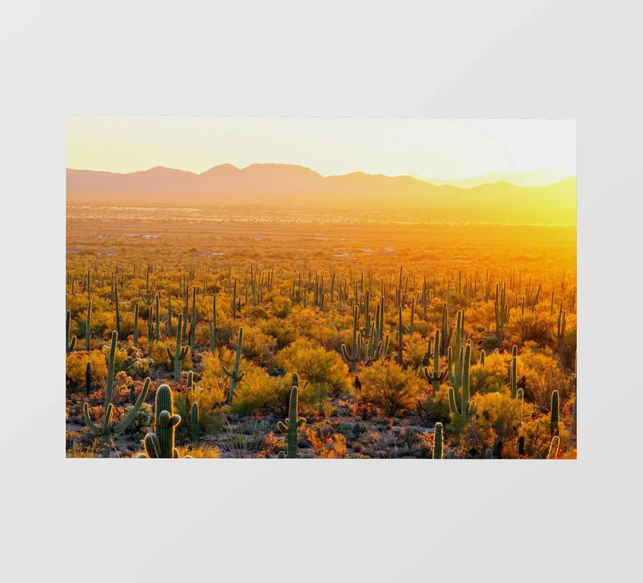 cactus in yellow shade telo in pvc da Monel
